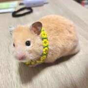 ことり 明後日から💦 ウルトラドリーム