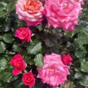 ヒメ日記 2025/05/04 16:16 投稿 かんな feel＆airi