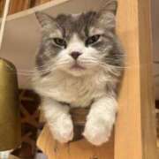 ヒメ日記 2025/06/19 17:14 投稿 おとは ∞ (はっち)