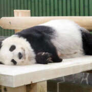 ヒメ日記 2025/08/15 19:04 投稿 おとは ∞ (はっち)