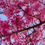 ヒメ日記 2025/03/30 15:53 投稿 れみ ファーストレディ(博多)