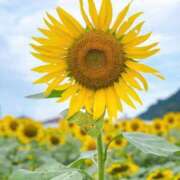 ヒメ日記 2025/10/01 00:00 投稿 れみ ファーストレディ(博多)