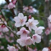 ヒメ日記 2025/03/27 12:07 投稿 しいな 池袋マリン本店