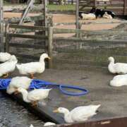 らむ 牧場行ってきた🐮 エンジェルエステplus