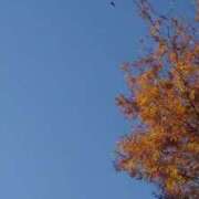 ヒメ日記 2025/11/28 13:07 投稿 矢部(人妻) 越後屋池袋総本店