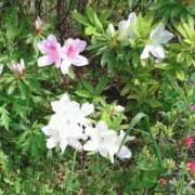 ヒメ日記 2026/04/09 14:19 投稿 矢部(人妻) 越後屋池袋総本店