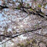 ヒメ日記 2025/04/10 10:30 投稿 一条（いちじょう）ひな バッドカンパニー(中洲)