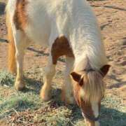 ヒメ日記 2025/04/12 10:30 投稿 一条（いちじょう）ひな バッドカンパニー(中洲)