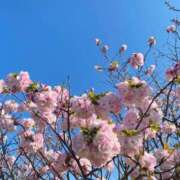 ヒメ日記 2025/04/17 10:29 投稿 一条（いちじょう）ひな バッドカンパニー(中洲)