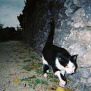 ヒメ日記 2026/02/12 09:55 投稿 一条（いちじょう）ひな バッドカンパニー(中洲)