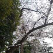 ヒメ日記 2025/04/07 08:25 投稿 鈴木みい セレブショップ新宿（東京ハレ系）