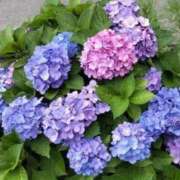 ヒメ日記 2025/06/12 11:00 投稿 なのは 熟女の風俗最終章 高崎店