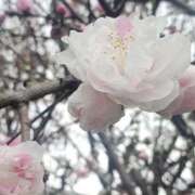 ヒメ日記 2025/03/24 21:19 投稿 あさみ 熟女デリヘル倶楽部