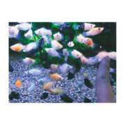 ヒメ日記 2025/07/29 13:35 投稿 上原えな 五反田ヒーローズ（ユメオト）