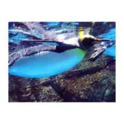 ヒメ日記 2025/08/30 16:04 投稿 上原えな 五反田ヒーローズ（ユメオト）