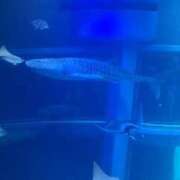 土屋綾香 出勤しました。 五十路マダム愛されたい熟女たち 福山店(カサブランカグループ)