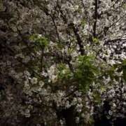 ヒメ日記 2025/04/08 11:48 投稿 なお 横浜ミセスアロマ（ユメオト）