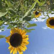 ヒメ日記 2025/06/28 00:48 投稿 なお 横浜ミセスアロマ（ユメオト）