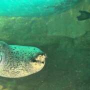 ヒメ日記 2025/07/10 03:53 投稿 なお 横浜ミセスアロマ（ユメオト）