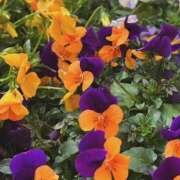 ヒメ日記 2026/03/25 09:00 投稿 Kurumi ワンカラット～人妻の輝き～