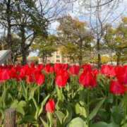 ヒメ日記 2025/04/14 18:06 投稿 Seika ワンカラット～人妻の輝き～