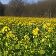 ヒメ日記 2026/02/27 20:49 投稿 Seika ワンカラット～人妻の輝き～