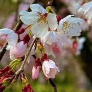 ヒメ日記 2026/03/22 13:13 投稿 Seika ワンカラット～人妻の輝き～