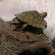 ヒメ日記 2025/09/29 21:43 投稿 よしの 鶯谷デリヘル倶楽部