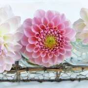 ヒメ日記 2025/06/02 21:58 投稿 藤崎ゆい 癒されるワイフ