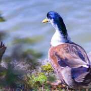 ヒメ日記 2025/07/10 14:46 投稿 藤崎ゆい 癒されるワイフ