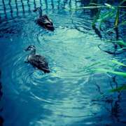 ヒメ日記 2025/07/13 12:58 投稿 藤崎ゆい 癒されるワイフ