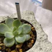 ヒメ日記 2025/12/22 22:49 投稿 つきの ○コキクリニック～○○クリニックシリーズ～