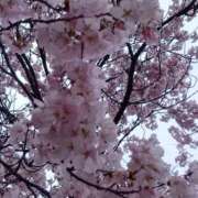 ヒメ日記 2025/03/25 08:51 投稿 桐島 環 こあくまな熟女たち 本厚木店(KOAKUMAグループ)