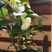 なつめ ありがとう御座います(๑˃̵ᴗ˂̵) 奥鉄オクテツ東京店（デリヘル市場）