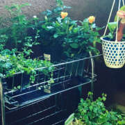 なつめ 11月より出勤させて頂きます！ 奥鉄オクテツ東京店（デリヘル市場）