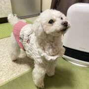 なつめ 出勤取り違えあり申し訳御座いません！ 奥鉄オクテツ東京店（デリヘル市場）