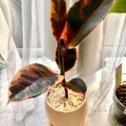 ヒメ日記 2025/07/22 14:33 投稿 りりこ 柏人妻花壇