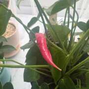 ヒメ日記 2025/08/11 09:25 投稿 りりこ 柏人妻花壇