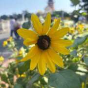 ヒメ日記 2025/08/28 22:35 投稿 りりこ 柏人妻花壇