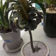 ヒメ日記 2025/10/14 13:11 投稿 りりこ 柏人妻花壇