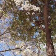 ヒメ日記 2025/04/13 01:14 投稿 七瀬 あみ SUMIRE