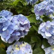 ヒメ日記 2025/06/14 20:00 投稿 七瀬 あみ SUMIRE