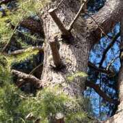 ヒメ日記 2025/12/06 14:36 投稿 七瀬 あみ SUMIRE