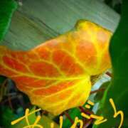 ヒメ日記 2025/03/13 18:16 投稿 藤原ひろみ 五十路マダム　和歌山店