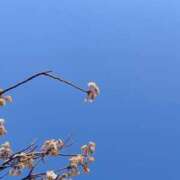 ヒメ日記 2025/03/22 17:02 投稿 藤原ひろみ 五十路マダム　和歌山店