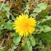 ヒメ日記 2025/03/31 08:56 投稿 藤原ひろみ 五十路マダム　和歌山店