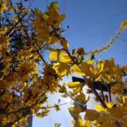 藤原ひろみ 20じ半から 五十路マダム　和歌山店