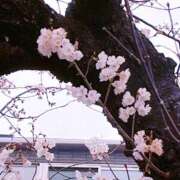 ヒメ日記 2025/03/19 11:42 投稿 桜井絵里子 五十路マダムエクスプレス横浜店（カサブランカグループ）