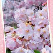 ヒメ日記 2025/03/28 10:28 投稿 桜井絵里子 五十路マダムエクスプレス横浜店（カサブランカグループ）