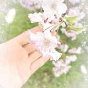 ヒメ日記 2025/04/16 10:46 投稿 桜井絵里子 五十路マダムエクスプレス横浜店（カサブランカグループ）